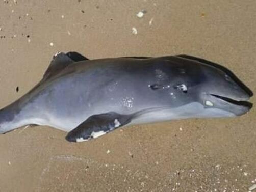 Най малко 3 хил делфина са станали жертва на военните действия