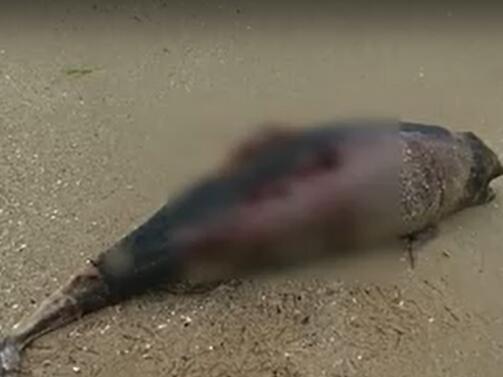 Притеснителна статистика показва голям брой мъртви делфини по Северното Черноморие