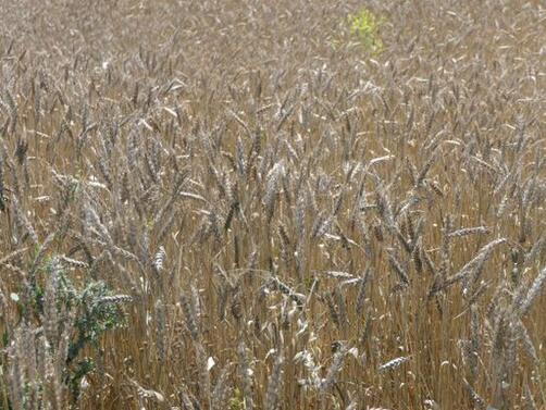 Пшеницата поскъпва в Съединените щати и Франция но поевтинява в