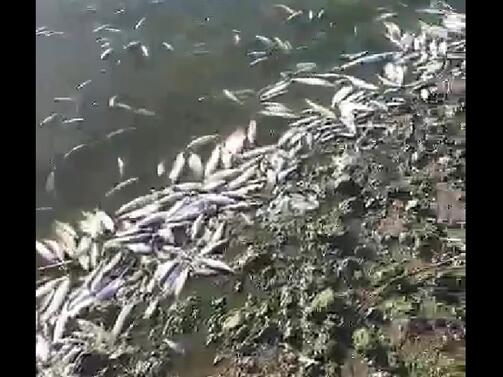 Тонове мъртви тела на риби изплуваха от язовир Мандра край
