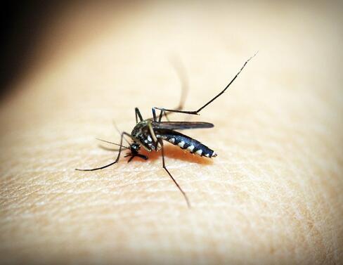 Комарите са едни от малкото насекоми които развиват вкус към