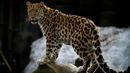 Леопард избяга от зоопарка в Стара Загора