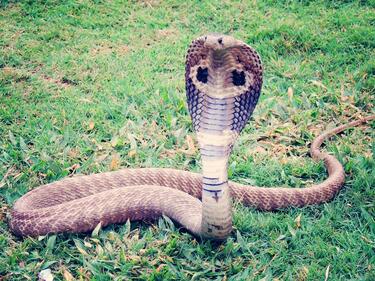 Пет милиона ухапани от змии по света годишно