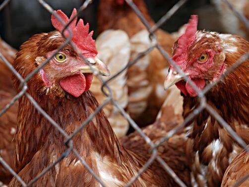 385 000 кокошки трябва да бъдат умъртвени и загробени безопасно