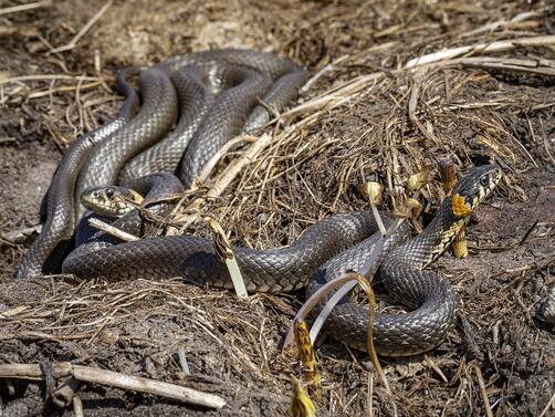 Като типични представители на студенокръвните видове змиите са известни както