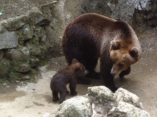 В Айтос от месеци се разпространява слух че мечките които