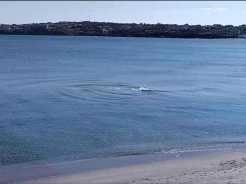 Много необичайна гледка в Черно море Нетипичен за нашите води