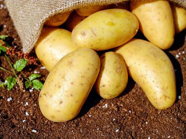 Обикновените картофи - лек за коксартроза и артрит
