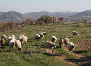 Разследват кражба на 15 овце от село Малък Поровец