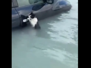Спасиха котка от наводнението в Дубай, задържала се за дръжката на кола (ВИДЕО)