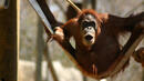Орангутан спря цигарите по принуда

