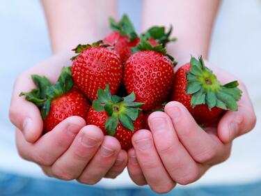 Учени работят по ягоди с вкус на дъвка
