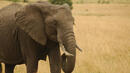 В Африка се разхождат два вида слонове