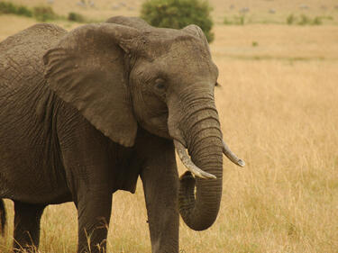 В Африка се разхождат два вида слонове