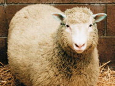 Отличие за застрашената средностаропланинска овца