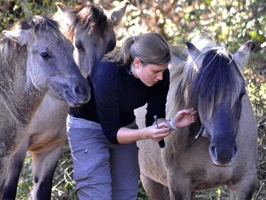 Връщаме дивите коне в Родопите с внос от Холандия
