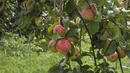 Дърво ражда 250 различни сорта ябълки