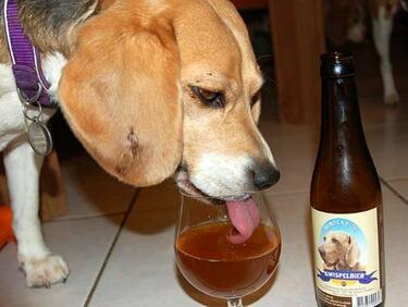 Да изпием по една бира заедно с... кучето си?