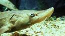 WWF: Есетровите риби в Дунав са силно застрашен вид 