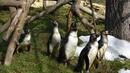 Разделиха гей пингвини в зоопарк
