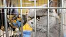 Котки окупираха американски затвор
