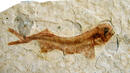 Вкаменени риби от Китай на 130 млн. години са в Плевен