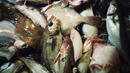 Обсъждат квотите за улов в Черно море за догодина