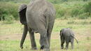 За връзката между слоновете и ранните хора
