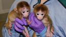Родиха се първите маймуни-химери в света