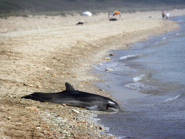 Морето край Созопол изхвърли мъртъв делфин