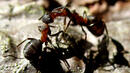 Мравките имат "колективна памет" за враговете си