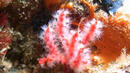 Ще се изненадате какви корали откриха в Перу