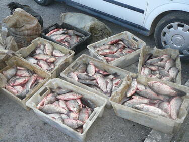 Над 3 километра рибарски мрежи конфискуваха в Бургас