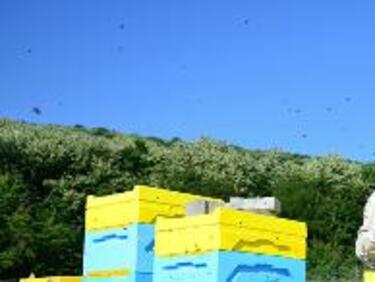 Пчелите от стотици кошери в Исперихско са измрели