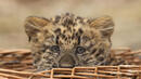 Берлински зоопарк представи пред медиите бебе леопард 