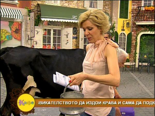 Гала издои крава в студиото на „На кафе“
