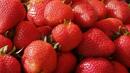 Започва подпомагането на производители на ягоди и малини