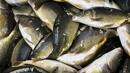 Турция прибира 80% от улова на риба в Черно море