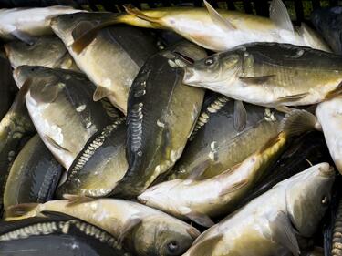 Турция прибира 80% от улова на риба в Черно море