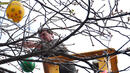 Светещи великденски яйца по дървета във Враца
