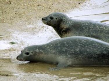 Европа отказа продукти от тюлени, разочарова Канада
