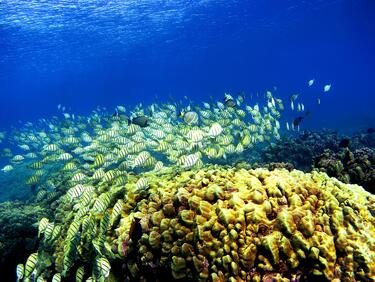 В Тайланд забраниха гмуркането, за да спасят кораловите рифове