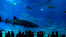 Задава се Международен фестивал за подводни филми
