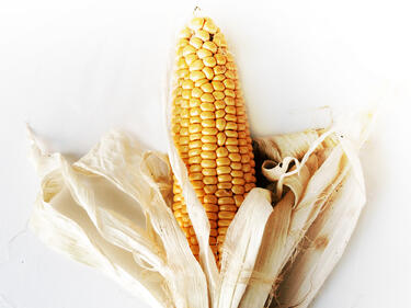 България забранява ГМО царевицата*