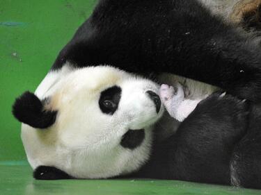 Две бебета-панда се родиха в зоопарк във Вашингтон