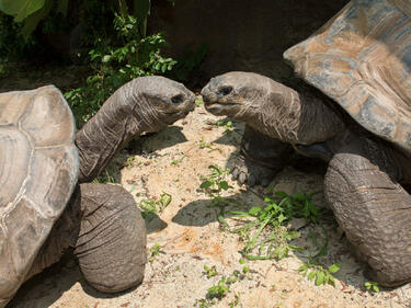 Биолози се борят за опазването на рядък вид костенурки 