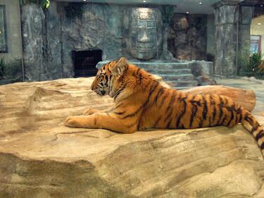 Строят паметник на първия тигър, роден в Столичния зоопарк?
