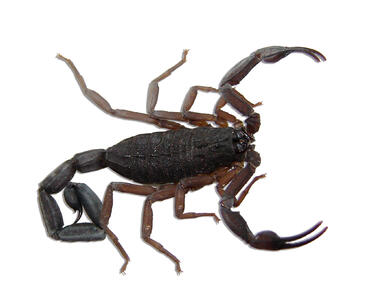 Стършели и скорпиони притесняват силистренци
