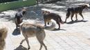 Уличните кучета – проблем и за София, и за Букурещ
