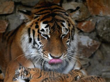 Как да защитим тигрите на земята?